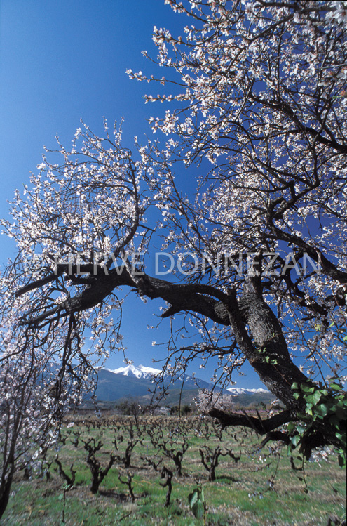 1278_21528 AMANDIER_CANIGOU