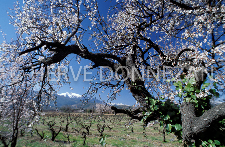 1284_21538 AMANDIER_CANIGOU