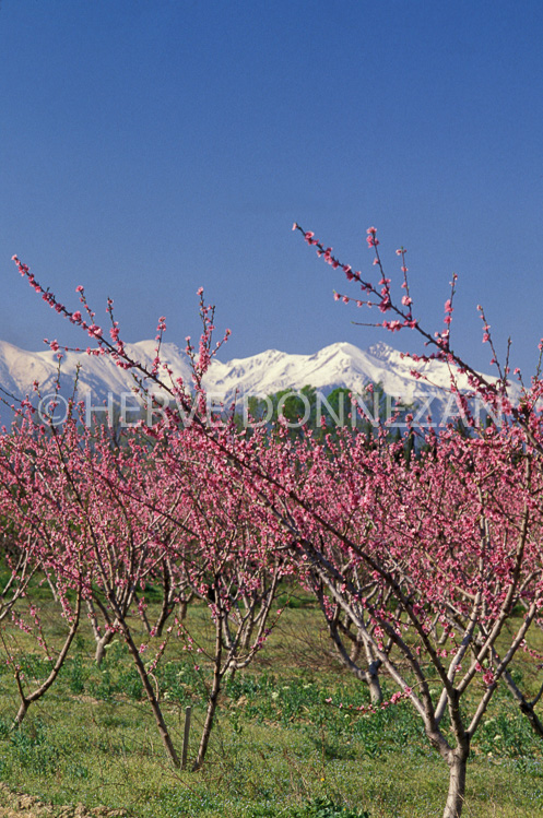 1521_26376_PECHERS_CANIGOU