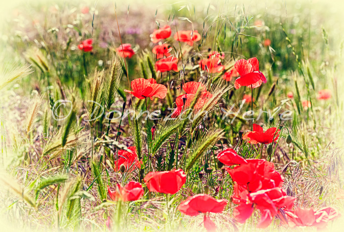 3818_COQUELICOT_HDR