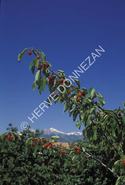 0241 CERISES CERET_A4