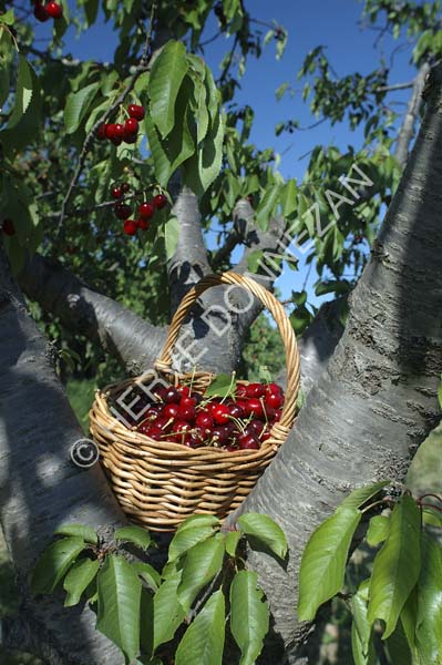 1644_32047 CERISES CERET_A4