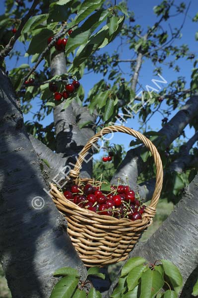 1646_32060 CERET CERISES_A4