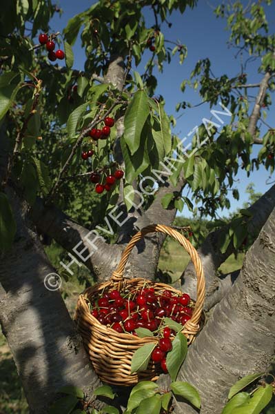 2288_32053_CERISES_A4