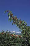 1132_15998_CERISES CANI#B41