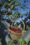 1646_32060 CERET CERISES_A4