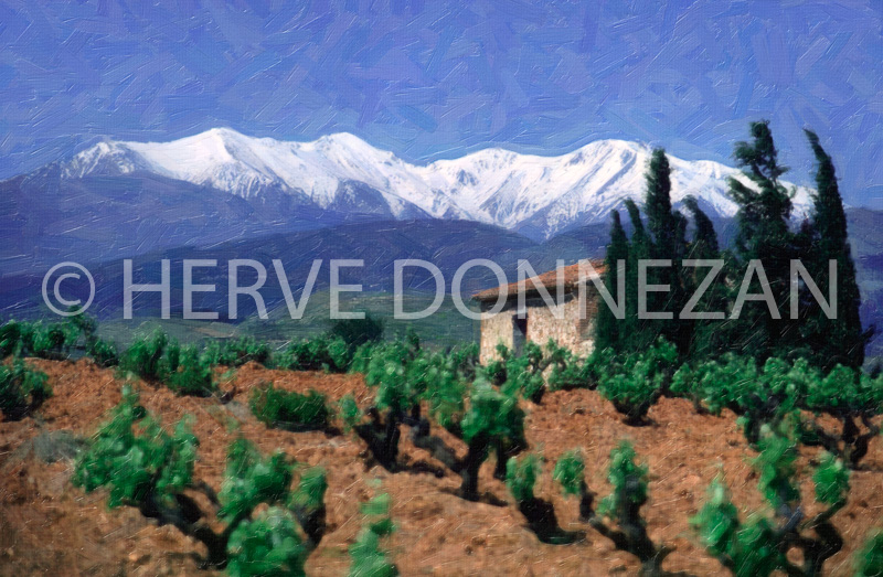 0002_177_ASPRES CASOT-VIGNES-CANIGOU-PAINT