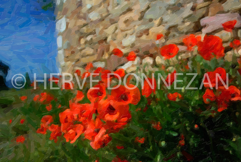 1795-COQUELICOTS-PAINT