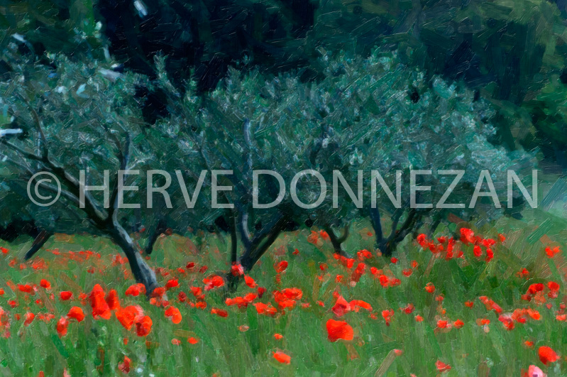 1813_OLIVIERS POPPIES