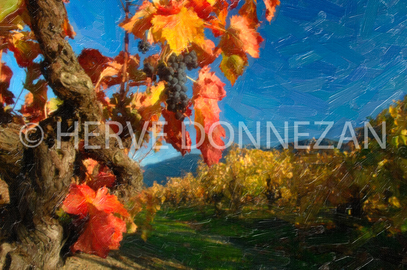 2131-35241_VIGNES AUTOMNE PAINTING