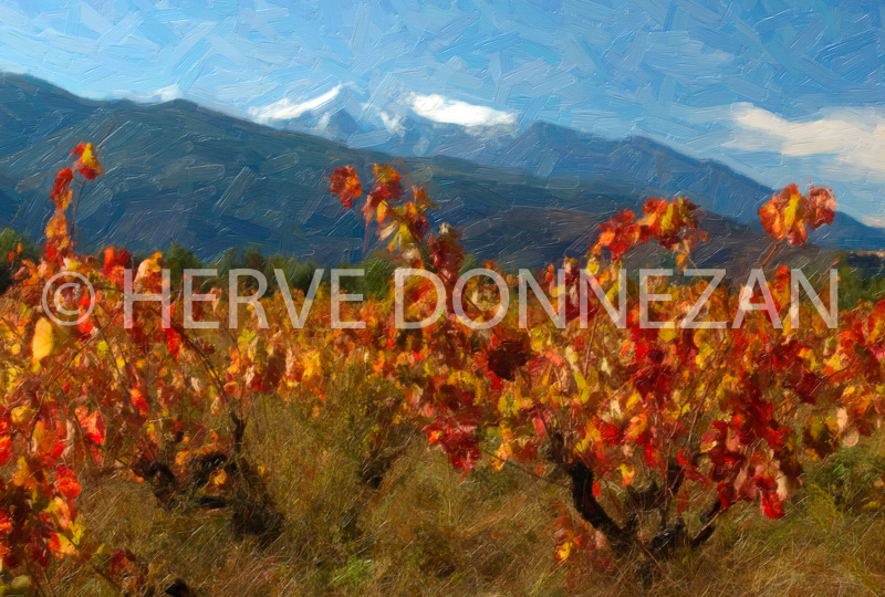 2135_VIGNES_AUTOMNE_CANIGOU