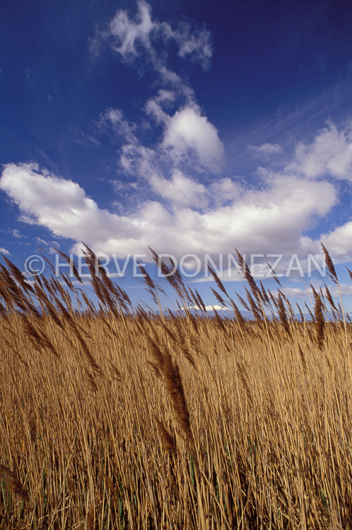 0468_22139 ETANG CANET