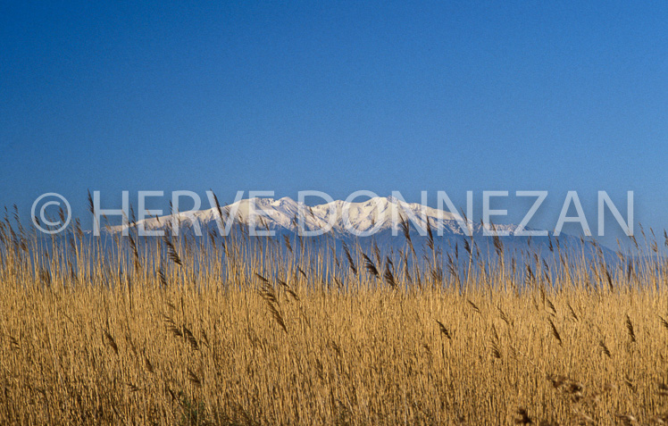 0668_27386 canigou roseaux