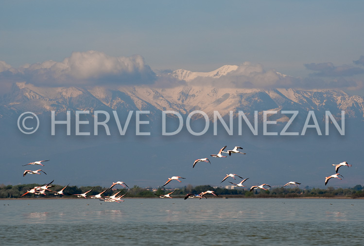 2962_1159_CANIGOU_FLAMANDS