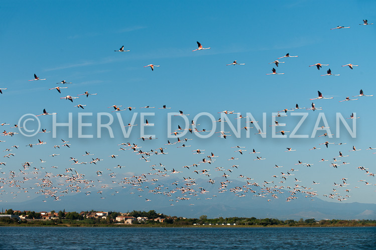 3526AA-4408-FLAMANDS ROSES ETANG CANET