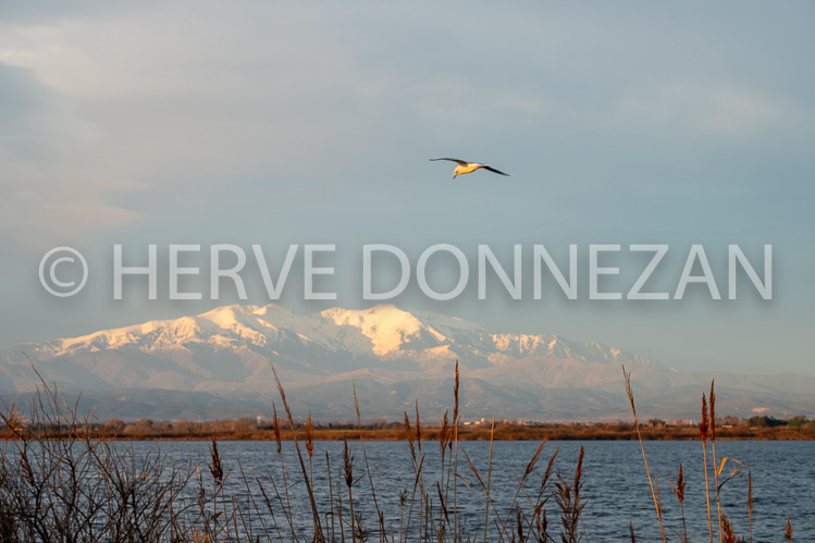 6112-0162011-CANIGOU-ETANG MOUETTE