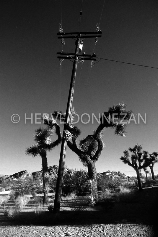 3901-87698USA JOSHUA TREE_BN