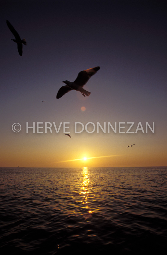 0218 MER MOUETTES SUNRISE_