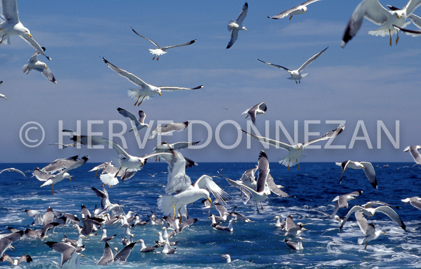 0271 MOUETTES_