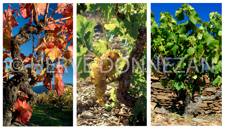 VIGNOBLE ROUSSILLON 50x70