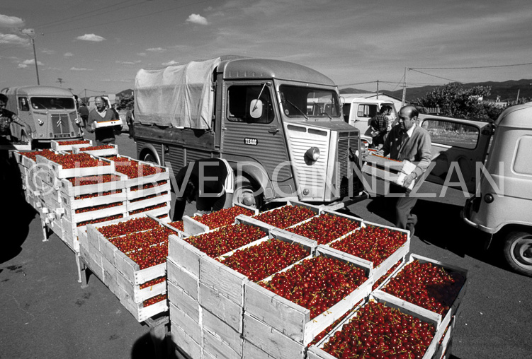 2396_61374_CERISES CITROEN-CERET-BNC