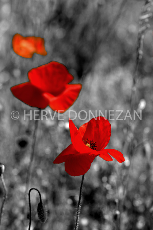 2605_65022_COQUELICOTS_BNC