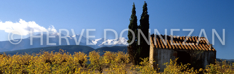 0019370_CANIGOU_VIGNES 33X95