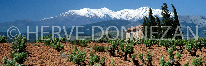 3674_60475_VIGNES CANIGOU_33X95