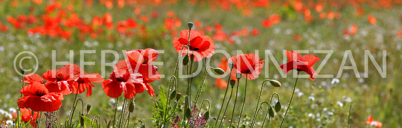 5916-0068385-COQUELICOT-FLEUR-POPPY_33X95