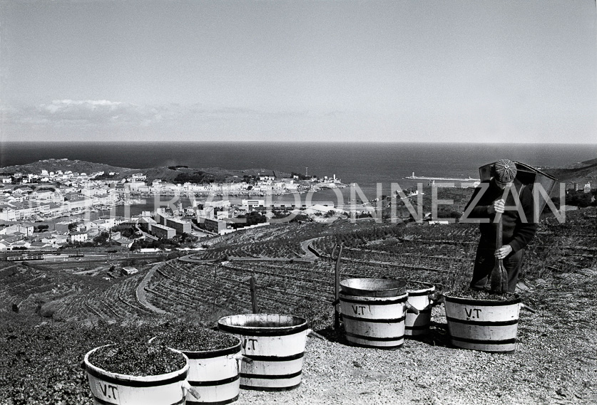 FRANCE PYRENEES ORIENTALES PORT VENDRES VENDANGEUR 1975