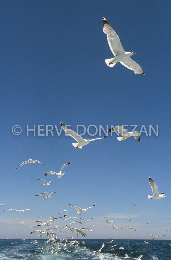 MER MEDITERRANEE