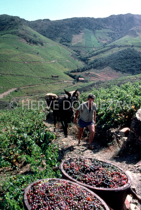 0017 VENDANGES BANYULS-MULET