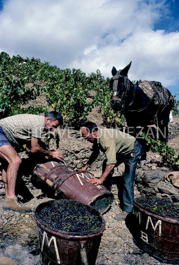 0027 BANYULS-VIGNES-MULET