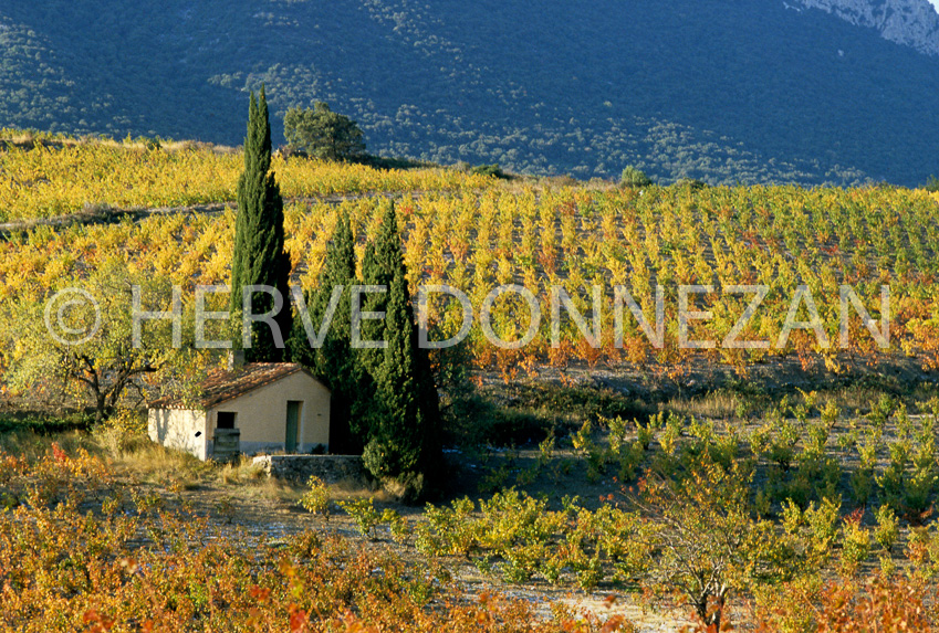 0036_1359_FENOUILLEDES_CASOT
