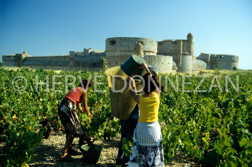 0040_46989_SALSES_VENDANGES