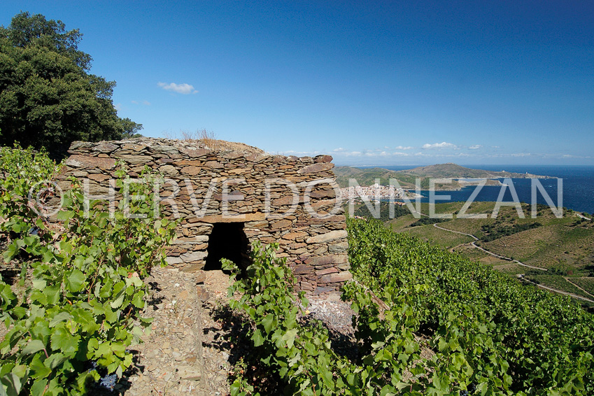 0853_5817_BANYULSBEARA4