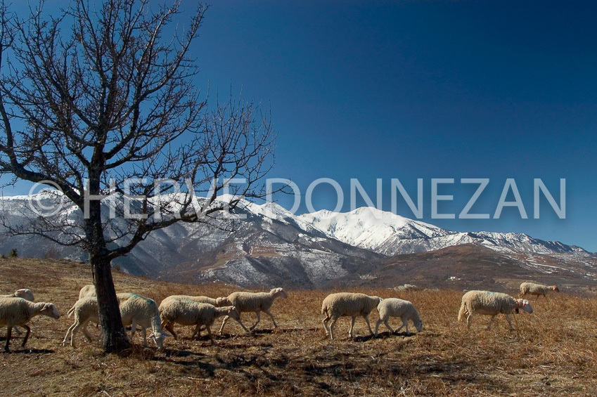 1924_9471_MOUTONS_CANIGOU_B