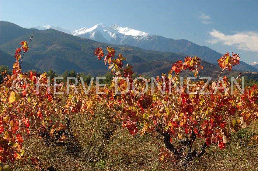 2135-35317_VIGNES_AUTOMNE_CANIGOU_