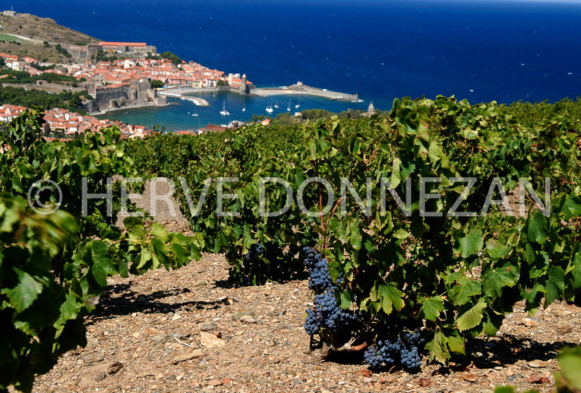 2759_52250_COLLIOURE_VIGNE_