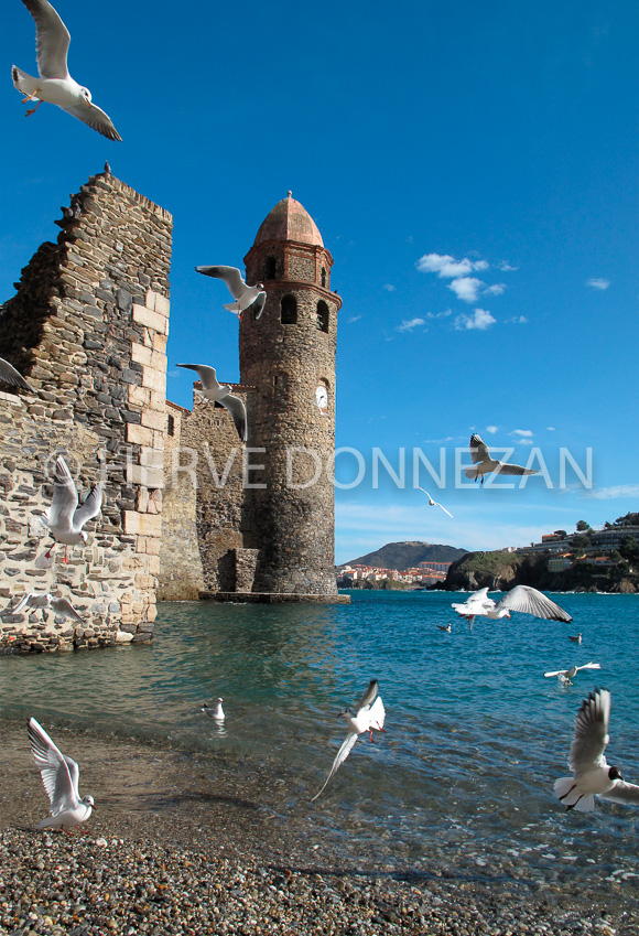 2909_COLLIOURE_MOUETTES