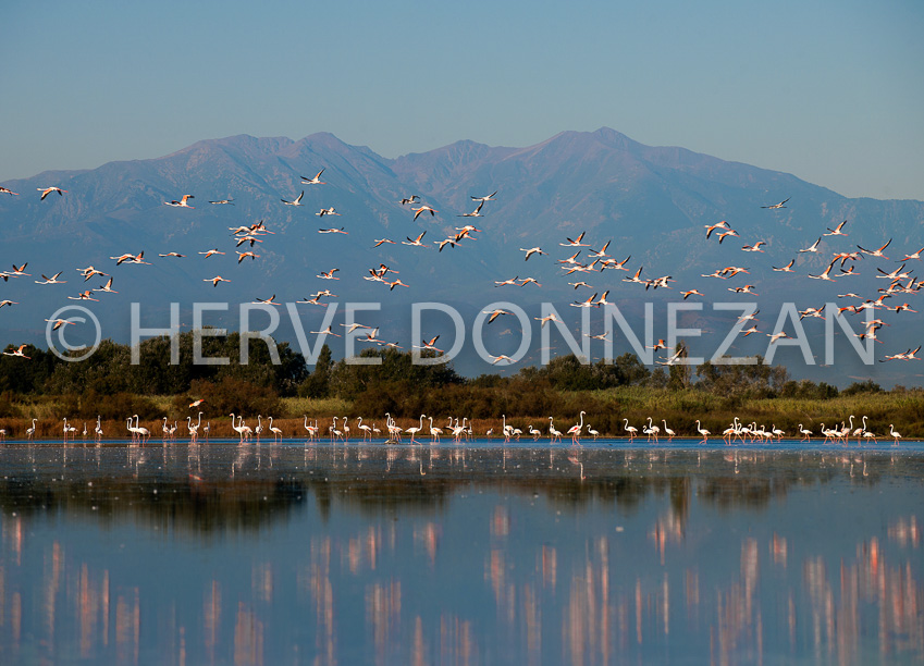 3524_110056_FLAMANDS_CANIGOU