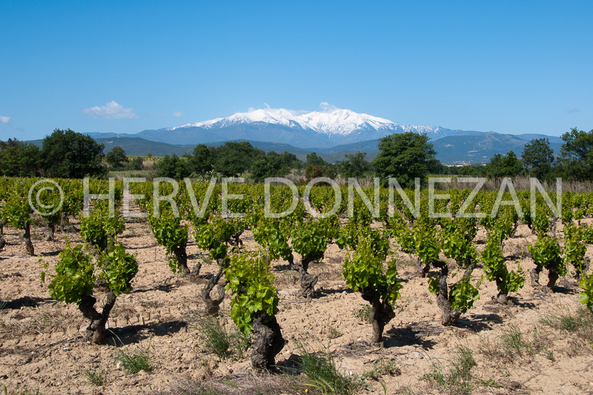 4530_0564_ CANIGOU_VIGNOBLE