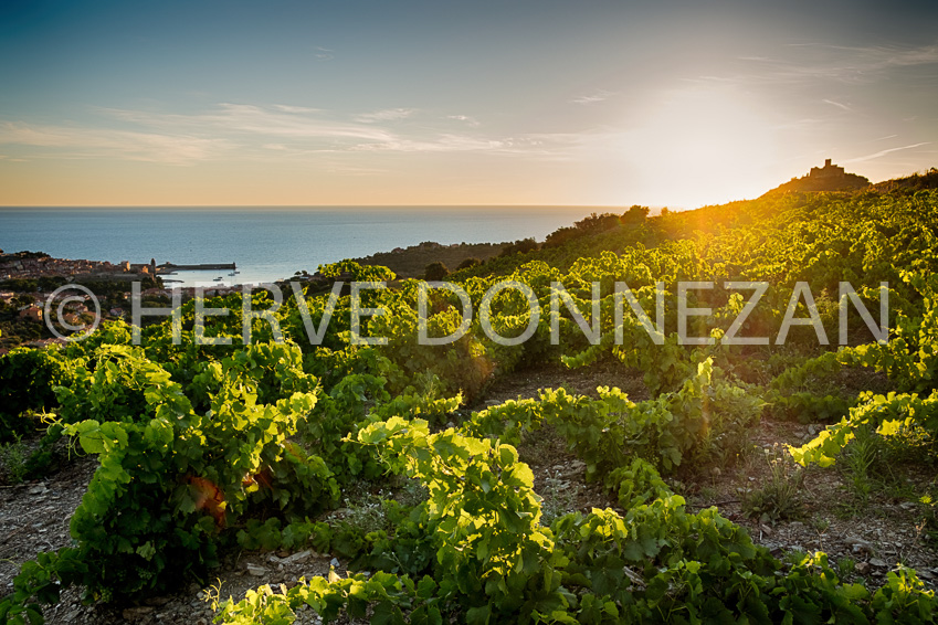 6031 COLLIOURE VIGNES SUNRISE-0140050