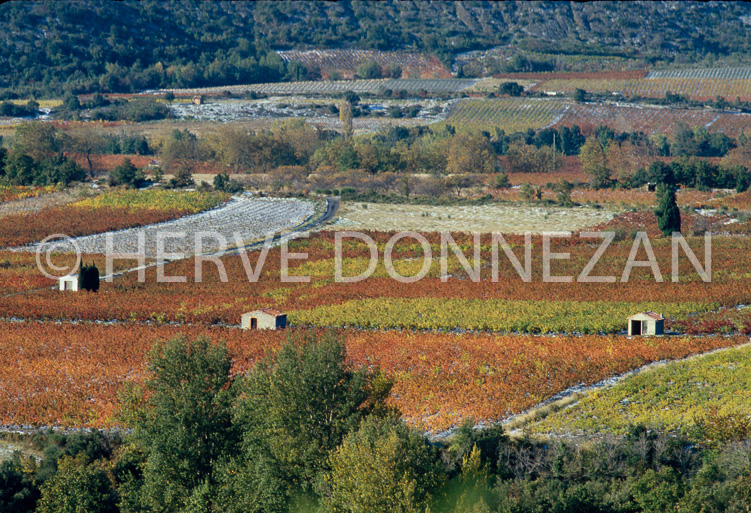 0118 VIGNES AUTOMNE