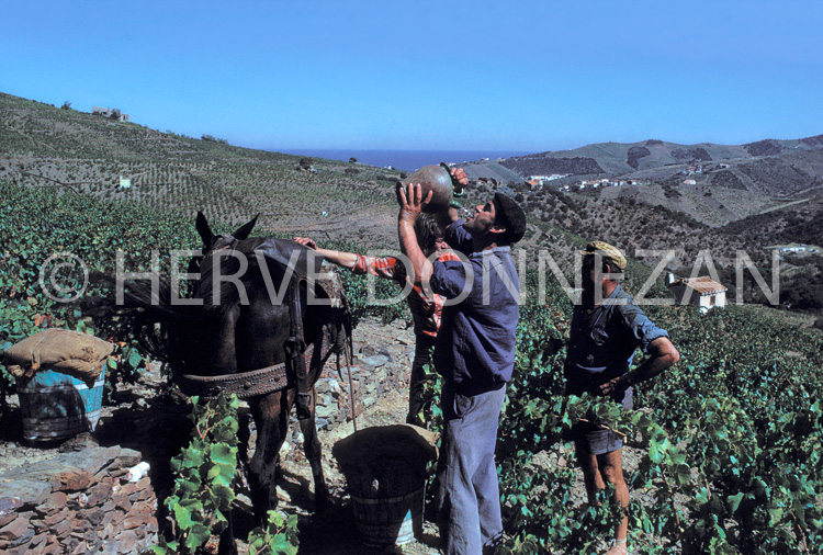 0262_21022_VENDANGES_MULET_BANYULS