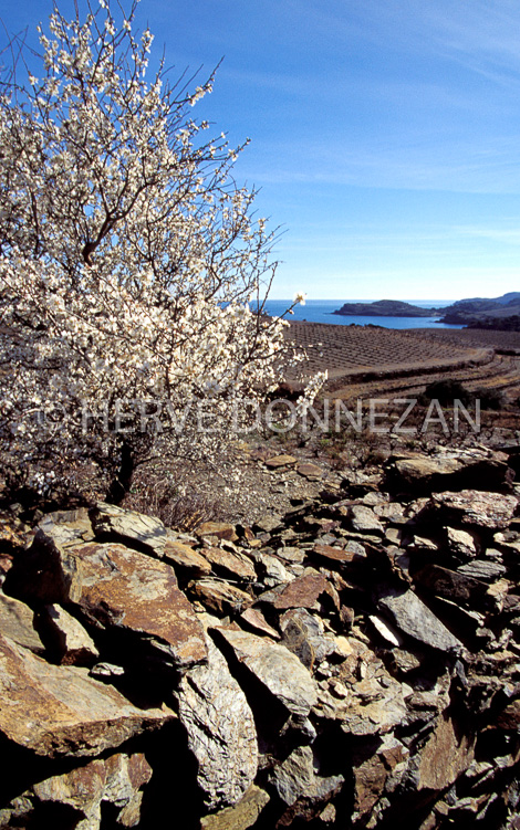 0285 BANYULS PAULILLE