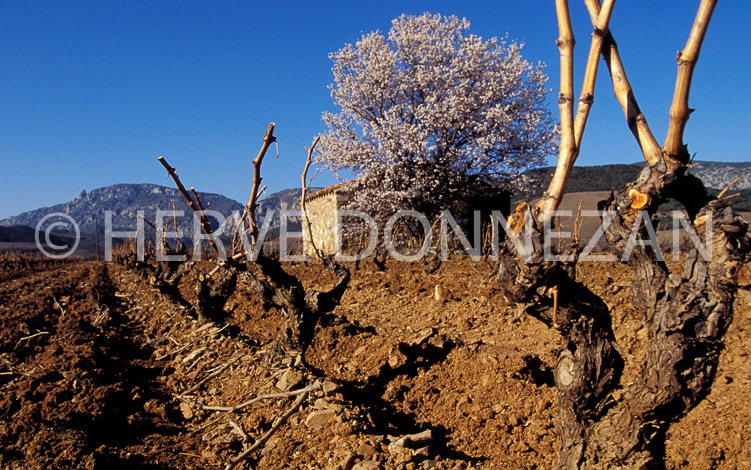 0291  VIGNES FENOUILLEDES