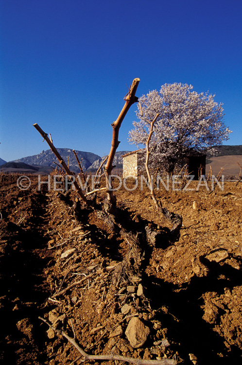 0292  VIGNES FENOUILLEDES