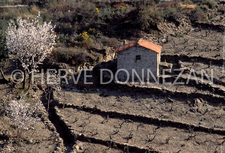 0451 BANYULS CASOT_