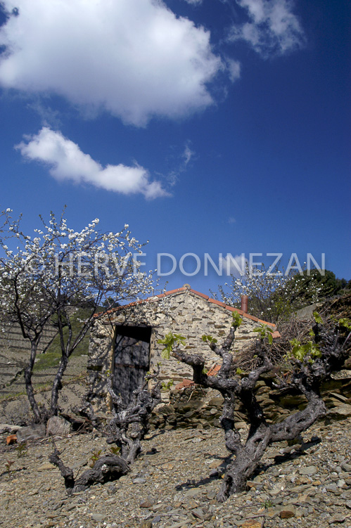 0501 BANYULS CASOT